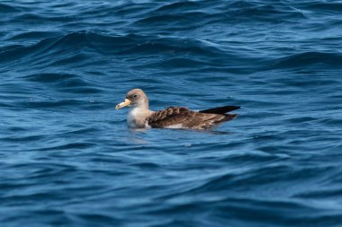 Bir Cory'nin Shearwater, Calonectris borealis, seabird mavi denizde yerleşir. Atlantik Okyanusu, Madeira Adası, Europe.