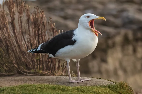 Dorosły Świetne Mewa siodłata, Larus marinus, wznosi się i cal — Zdjęcie stockowe