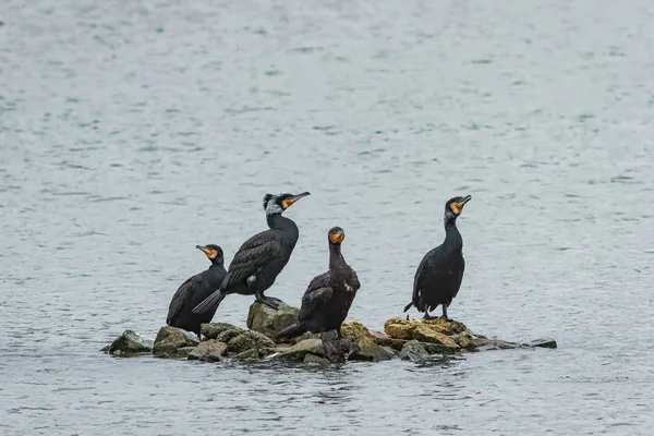Um grupo de adultos e jovens Grandes, ou Grandes Corvos Negros, Pha — Fotografia de Stock