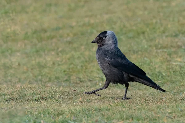 Una Jackdaw Occidental Euroasiática Europea Corvus Monedula Miembro Familia Crow —  Fotos de Stock