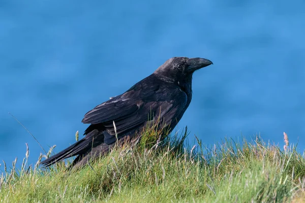 A Raven, Common Raven, or Northern Raven, Corvus corax, adult bi — Stock Photo, Image