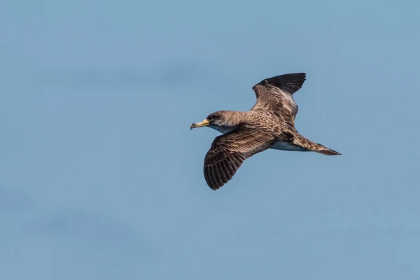 Burzyk Żółtodzioby Calonectris Borealis Ptaków Locie Przed Jasne Błękitne Niebo — Zdjęcie stockowe