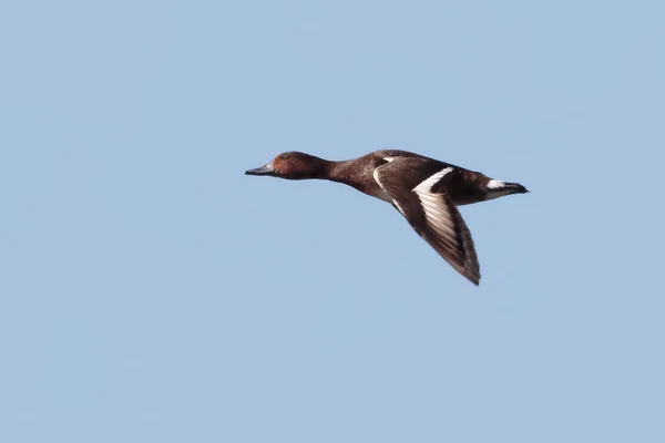 Pato Ferruginoso ou Pochard de olhos brancos . — Fotografia de Stock