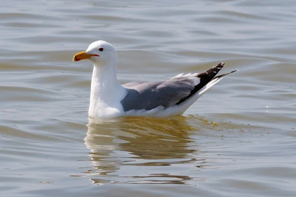 Adult Caspian Gulls Larus Cachinnans Settled Sea Danube Delta Romania — Stock Photo, Image