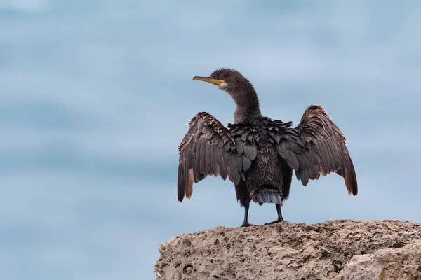 欧洲或普通的粗毛, Phalacrocorax arstotelis, 海鸟 pe 免版税图库图片