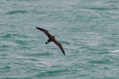Bir büyük Shearwater seabird, Ardenna gravis, eskiden, Puffinuss 