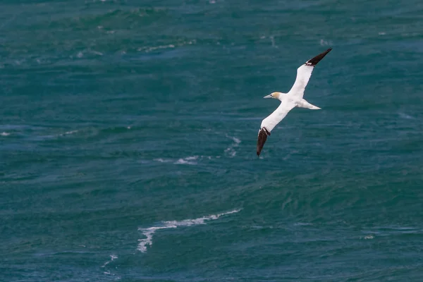 Een volwassen noordelijke Gannet, Morus bassanus, zeevogel in vlucht agai — Stockfoto