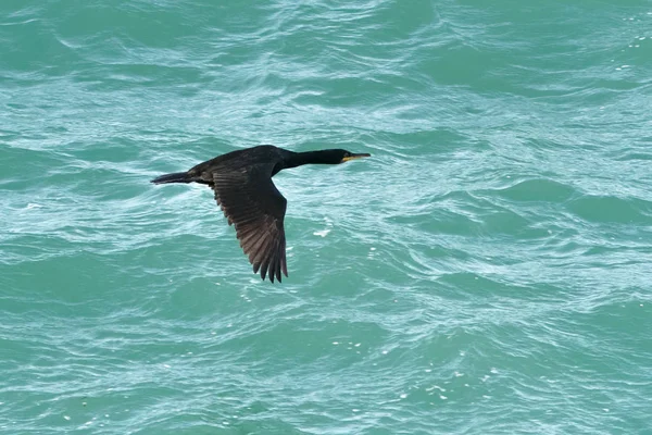 Een volwassen Europese, of gemeenschappelijke Shag, Phalacrocorax arstotelis, zee — Stockfoto