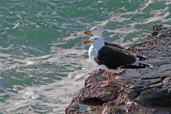 Para hodowli mew kopii wielki czarny, Larus marinus, w t — Zdjęcie stockowe