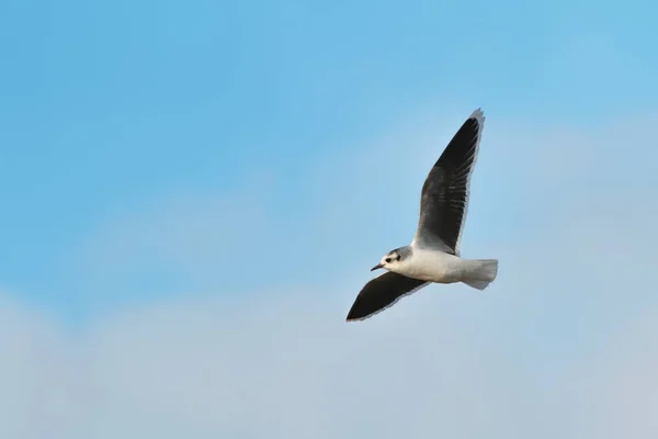 Dospělého Racek malý, Larus minutus, v letu. proti modré obloze — Stock fotografie