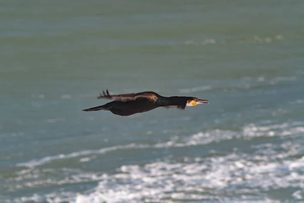 Un Cormoran noir adulte en vol au-dessus de la mer . — Photo