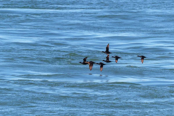 Oiseaux de mer de Macreuse commune, canard en vol au-dessus de la mer bleue pendant migr — Photo