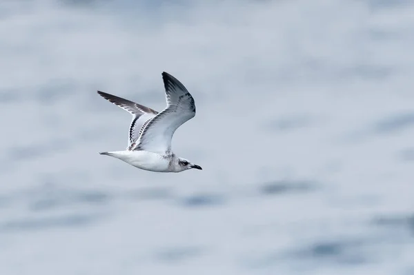 少年或第一年 地中海海鸥在海上飞行 — 图库照片