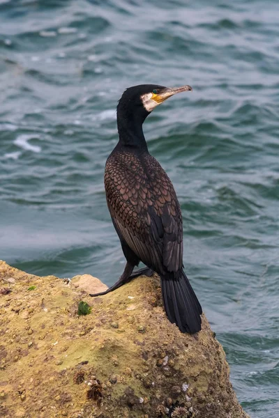 Un Gran Cormorán Negro adulto, o Gran Cormorán Negro encaramado en la roca en los mares — Foto de Stock