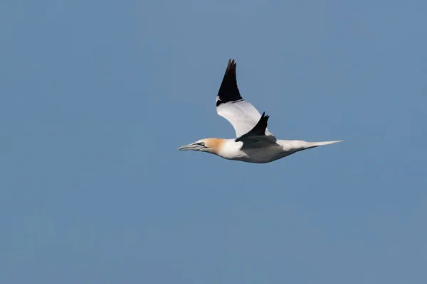 An adult Northern Gannet, Morus bassanus, seabird in flight agai — Stock Photo, Image