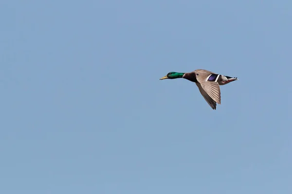 Un pato Mallad macho / dragón, Anas platyrhynchos, en vuelo de nuevo — Foto de Stock