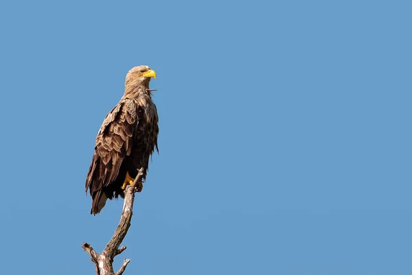Un águila marina de cola blanca posada contra un cielo azul claro . — Foto de Stock