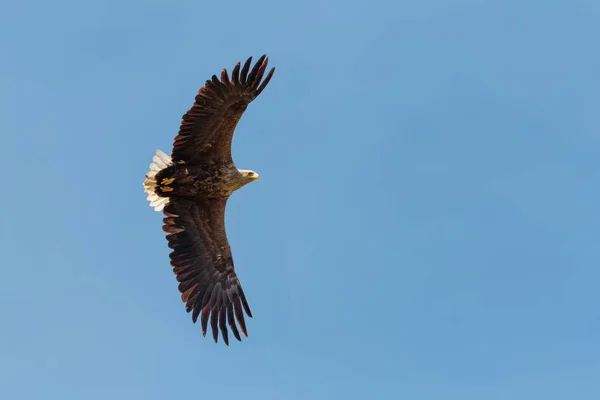 Un águila de cola blanca en vuelo contra un cielo azul claro . — Foto de Stock