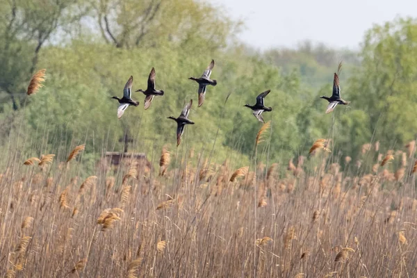 Stado Cyranka zwyczajna kaczka w lot szybki, rosnące z reedbed, — Zdjęcie stockowe