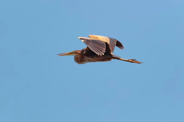 Ein erwachsener Purpurreiher, ardea purpurea auf der Flucht. blauer Himmel. — Stockfoto