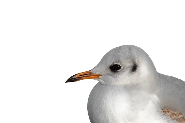 Portrait of a juvenile Black-headed Gull, Chroicocephalus ridibu — Stock Photo, Image