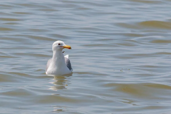 An adult, Caspian Gulls, Larus cachinnans, settled on sea. Danub — Stock Photo, Image