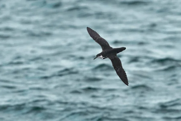 A Manx Shearwater, aves marinhas, Puffinus puffinus voando; voando ov — Fotografia de Stock