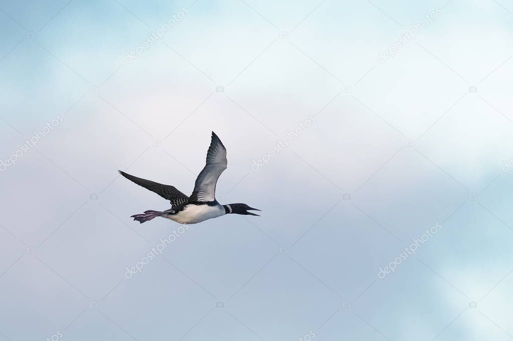 A Great northern Diver or Common Loon seabird, Gavia immer, in strong, overhead flight.