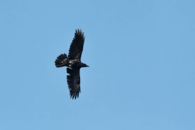 Bir kuzgun, ortak Raven veya Kuzey Raven, Corvus corax.