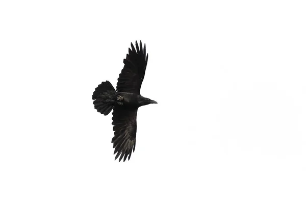 Un corvo, corvo comune, o corvo del nord, corvo corace, bi adulto — Foto Stock