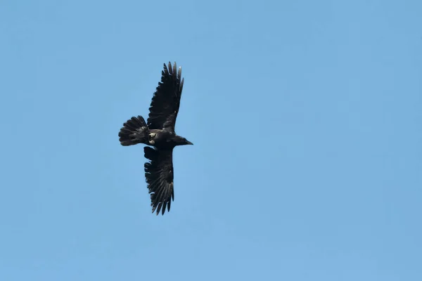 Un corvo, un corvo comune o un corvo del nord, Corvus corax . — Foto Stock