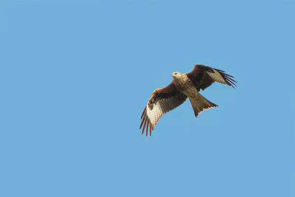 Una cometa roja, Milvus milvus, ave de presa, carroñero, volando . — Foto de Stock