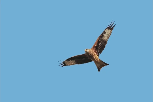 Una cometa roja, Milvus milvus, ave de presa, carroñero, volando . — Foto de Stock