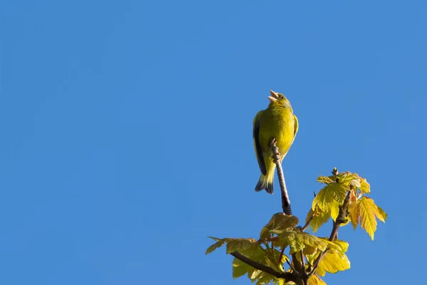 A male Greenfinch or European Greenfinch, songbird. UK. — Stock Photo, Image