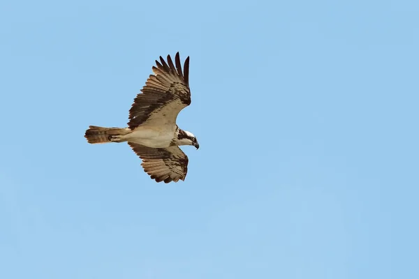 Un águila pescadora, un halcón pescador, un halcón marino o un halcón del río en vuelo . — Foto de Stock