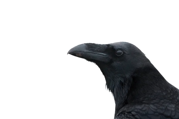 Ein Rabe, Gemeiner Rabe oder Nordrabe, Corvus corax. Ausschnitt. — Stockfoto