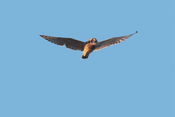 一只短耳朵的猫头鹰在空中飞过, 对清澈的蓝天. — 图库照片