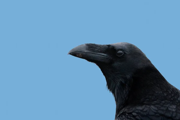 A Raven, Common Raven, or Northern Raven, head. — Stock Photo, Image