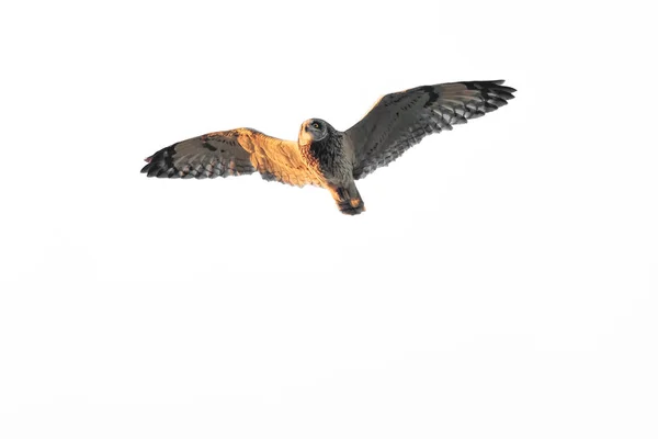一只短耳猫头鹰, 安全斑, 头顶飞过. — 图库照片