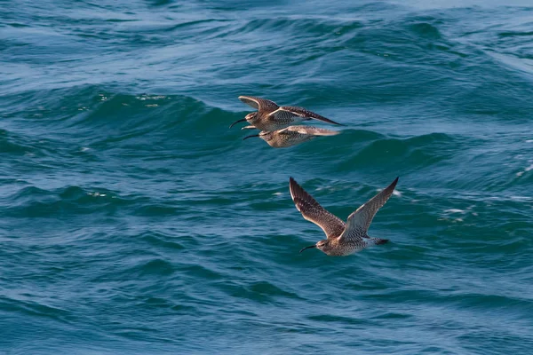 Migreren Whimbrel, Numenius melanocephalus, steltlopers / shorebirds. — Stockfoto