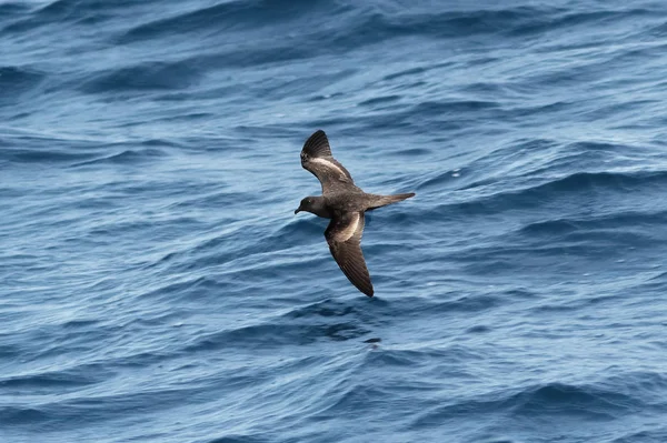 Un ave marina Bulwer 's Petrel en vuelo sobre el océano . — Foto de Stock