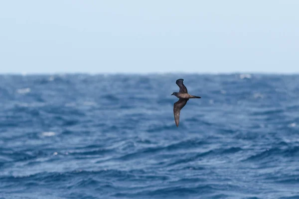 布尔沃的海燕海鸟, Bulweria bulwerii。大西洋. 图库图片