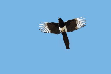 Avrasya Magpie veya Magpie, pika pika, uçuş. İngiltere.