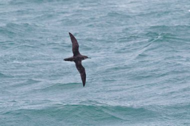 Uçuş o üzerinden bir kritik tehlike altında Balear Shearwater