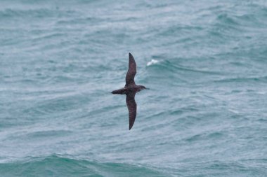 Uçuş o üzerinden bir kritik tehlike altında Balear Shearwater