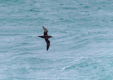 Bir kritik tehlike altında Balear Shearwater, yelkovan kuşu mauretani