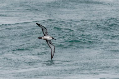 Bir büyük Shearwater seabird, Ardenna gravis, eskiden, yelkovan kuşu g