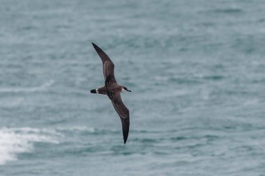 Bir büyük Shearwater seabird, Ardenna gravis. İngiltere.