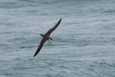 Bir büyük Shearwater seabird uçuş okyanus üzerinde düşük.