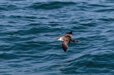 Bir büyük Shearwater seabird Atlantik Okyanusu üzerinden uçuş.
